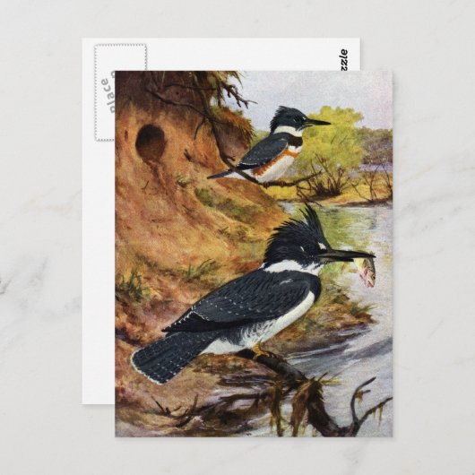 Beltvissen en hun nesttunnel briefkaart (Voorkant / Achterkant)