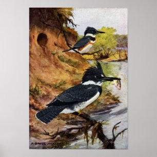 Beltvissen en hun nesttunnel poster