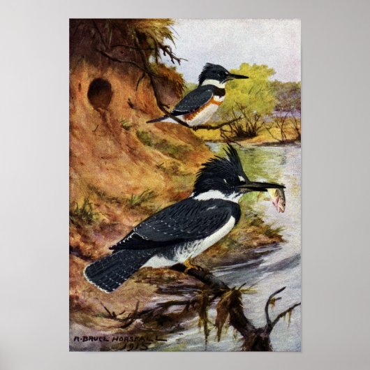 Beltvissen en hun nesttunnel poster (Voorkant)