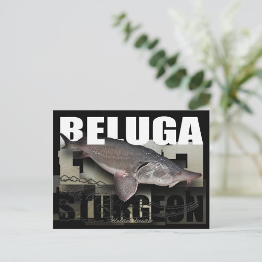 Beluga Sturgeon Briefkaart (Staand voorkant)