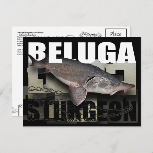 Beluga Sturgeon Briefkaart (Voorkant / Achterkant)