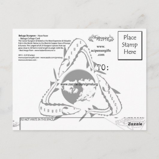 Beluga Sturgeon Briefkaart (Achterkant)