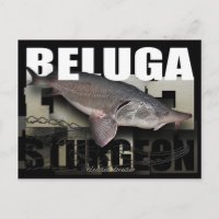 Beluga Sturgeon Briefkaart