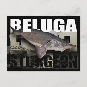 Beluga Sturgeon Briefkaart