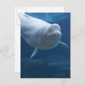 Beluga walvis (Delphinapterus leucas) Briefkaart (Voorkant / Achterkant)