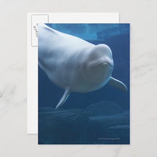 Beluga walvis (Delphinapterus leucas) Briefkaart (Voorkant / Achterkant)