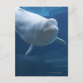 Beluga walvis (Delphinapterus leucas) Briefkaart (Voorkant)