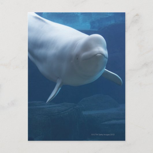 Beluga walvis (Delphinapterus leucas) Briefkaart (Voorkant)