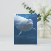 Beluga walvis (Delphinapterus leucas) Briefkaart (Staand voorkant)