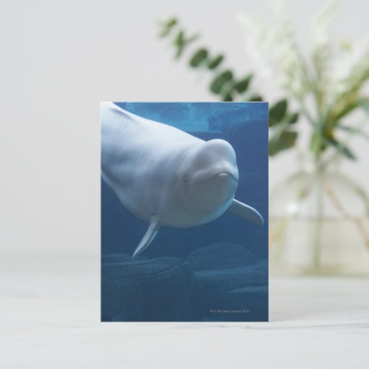 Beluga walvis (Delphinapterus leucas) Briefkaart (Staand voorkant)