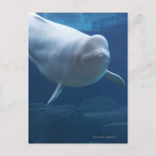 Beluga walvis (Delphinapterus leucas) Briefkaart