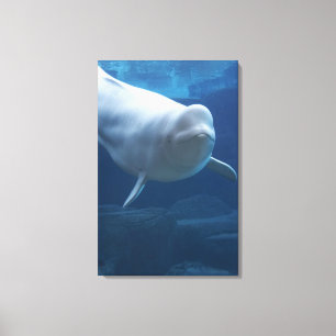 Beluga walvis (Delphinapterus leucas) Canvas Afdruk