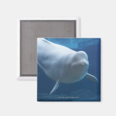 Beluga walvis (Delphinapterus leucas) Magneet (Voorkant / Achterkant)