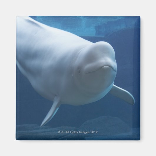 Beluga walvis (Delphinapterus leucas) Magneet (Voorkant)