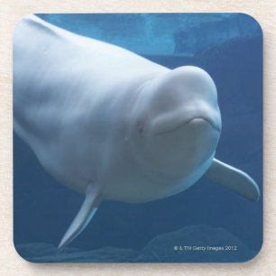Beluga walvis (Delphinapterus leucas) Onderzetter
