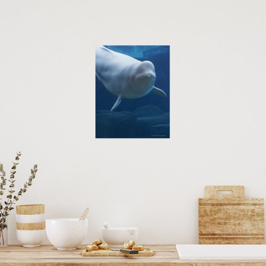 Beluga walvis (Delphinapterus leucas) Poster (Keuken)