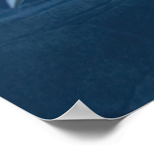 Beluga walvis (Delphinapterus leucas) Poster (Hoek)