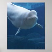 Beluga walvis (Delphinapterus leucas) Poster (Voorkant)