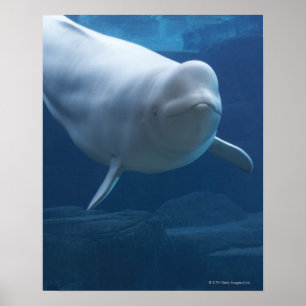Beluga walvis (Delphinapterus leucas) Poster