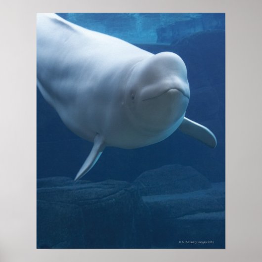 Beluga walvis (Delphinapterus leucas) Poster (Voorkant)