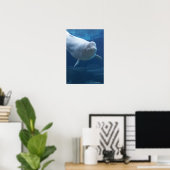 Beluga walvis (Delphinapterus leucas) Poster (Thuiskantoor)