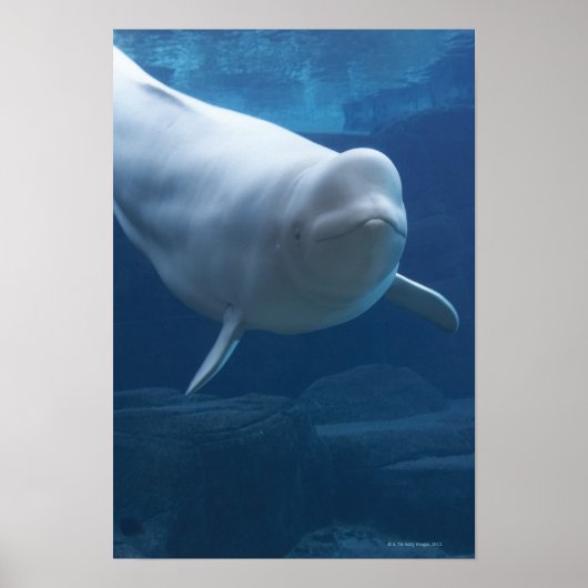 Beluga walvis (Delphinapterus leucas) Poster (Voorkant)