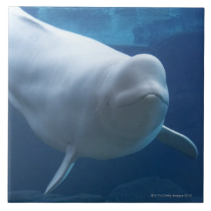 Beluga walvis (Delphinapterus leucas) Tegeltje