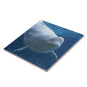 Beluga walvis (Delphinapterus leucas) Tegeltje (Zijkant)