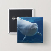 Beluga walvis (Delphinapterus leucas) Vierkante Button 5,1 Cm (Voorkant /achterkant)