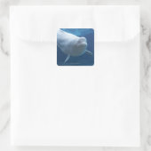 Beluga walvis (Delphinapterus leucas) Vierkante Sticker (Tas)