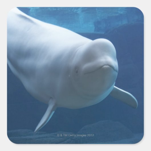 Beluga walvis (Delphinapterus leucas) Vierkante Sticker (Voorkant)