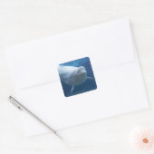 Beluga walvis (Delphinapterus leucas) Vierkante Sticker (Envelop)