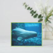 Beluga-walvis in aquarium in Georgia Briefkaart (Staand voorkant)