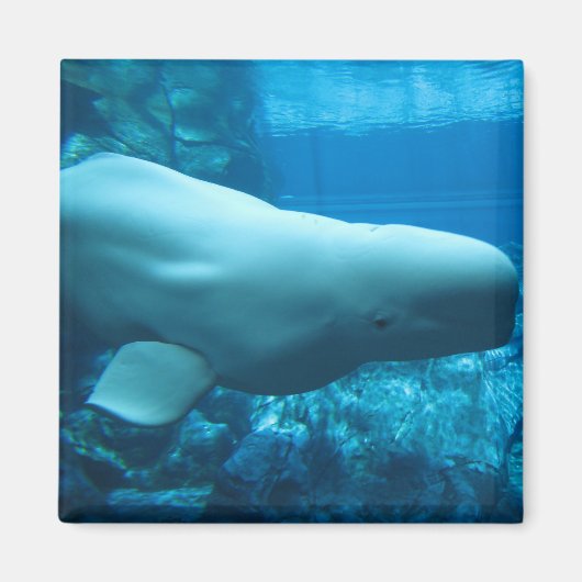 Beluga-walvis in aquarium in Georgia Magneet (Voorkant)