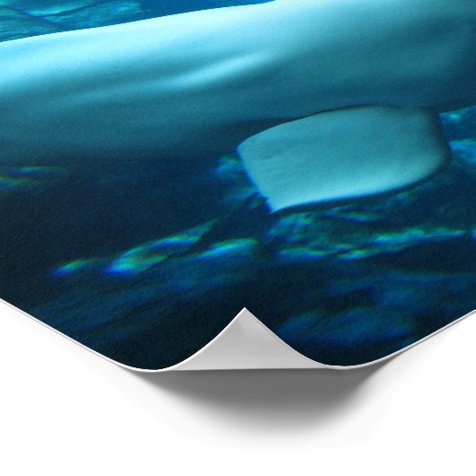 Beluga-walvis in aquarium in Georgia Poster (Hoek)