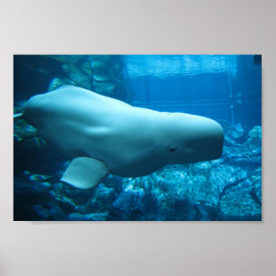 Beluga-walvis in aquarium in Georgia Poster