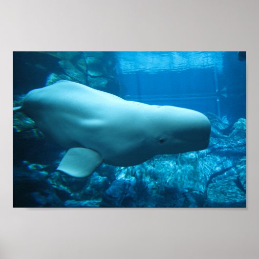 Beluga-walvis in aquarium in Georgia Poster (Voorkant)