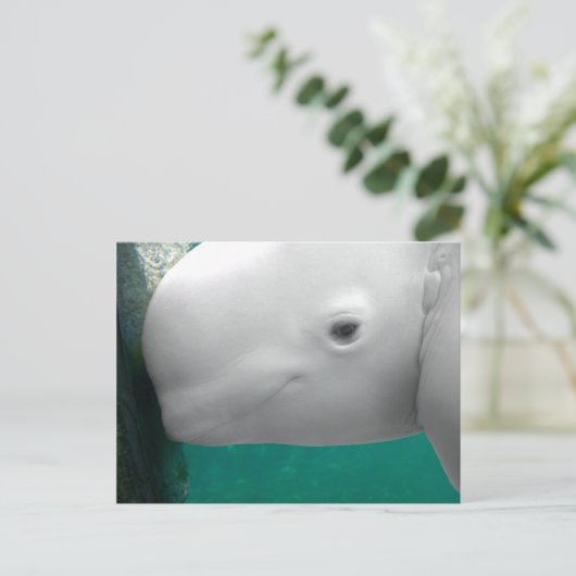 Beluga Watching Briefkaart (Staand voorkant)