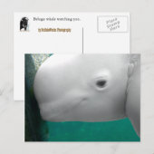 Beluga Watching Briefkaart (Voorkant / Achterkant)