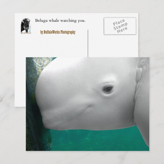 Beluga Watching Briefkaart (Voorkant / Achterkant)