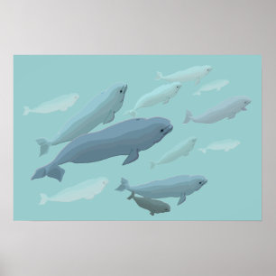 Beluga Whale Art Print Marinelife Whale Poster