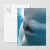 Beluga Whale Briefkaart (Voorkant / Achterkant)