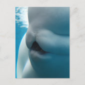 Beluga Whale Briefkaart (Voorkant)
