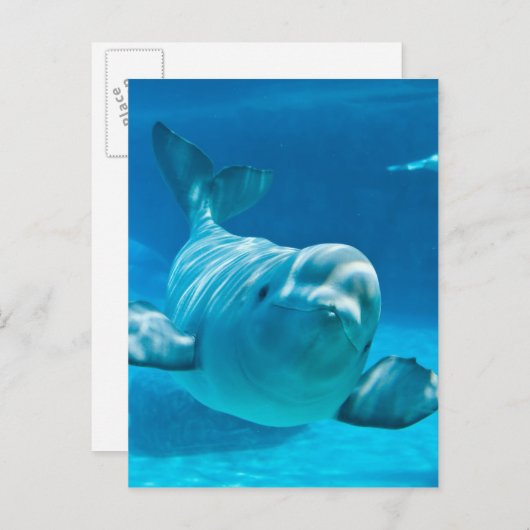 Beluga Whale Briefkaart (Voorkant / Achterkant)