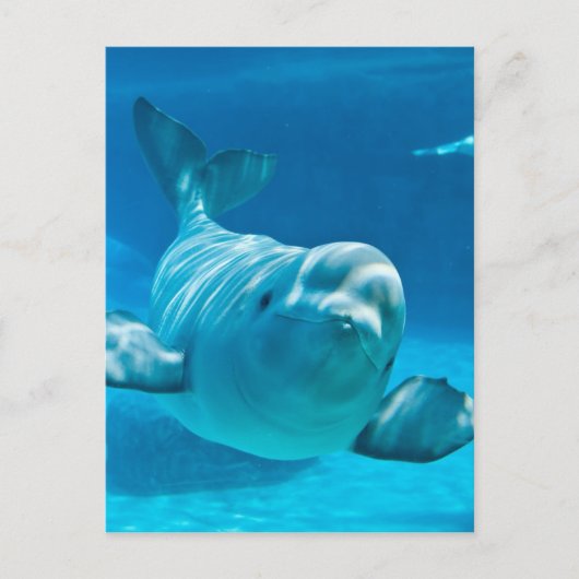 Beluga Whale Briefkaart (Voorkant)