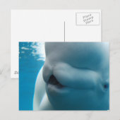 Beluga Whale Briefkaart (Voorkant / Achterkant)