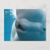 Beluga Whale Briefkaart (Voorkant)