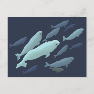 Beluga Whale Briefkaarten Beluga Whale Card past a