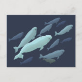 Beluga Whale Briefkaarten Beluga Whale Card past a (Voorkant)