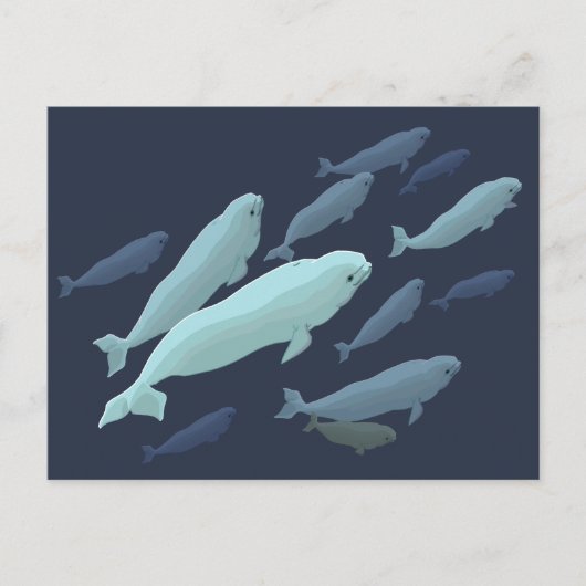 Beluga Whale Briefkaarten Beluga Whale Card past a (Voorkant)